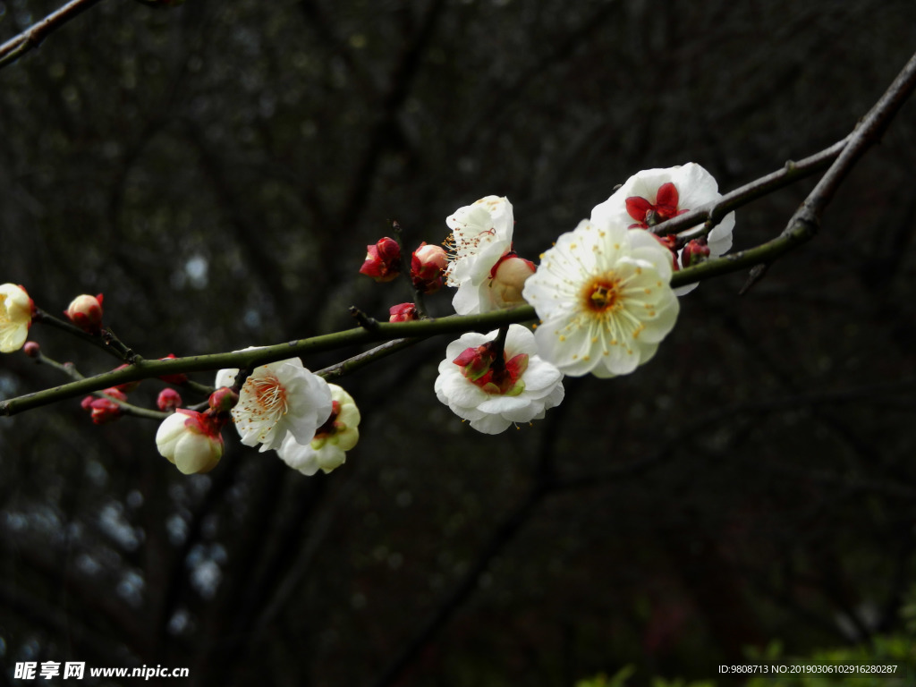 梅花