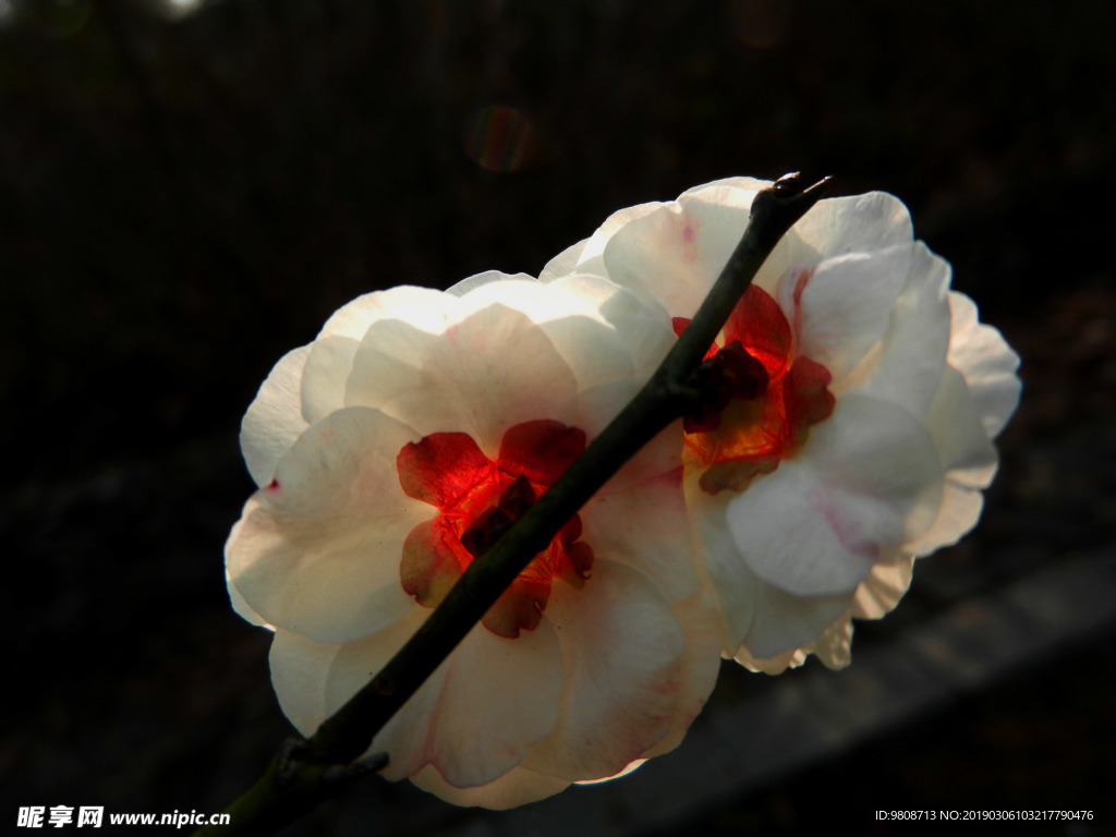 梅花