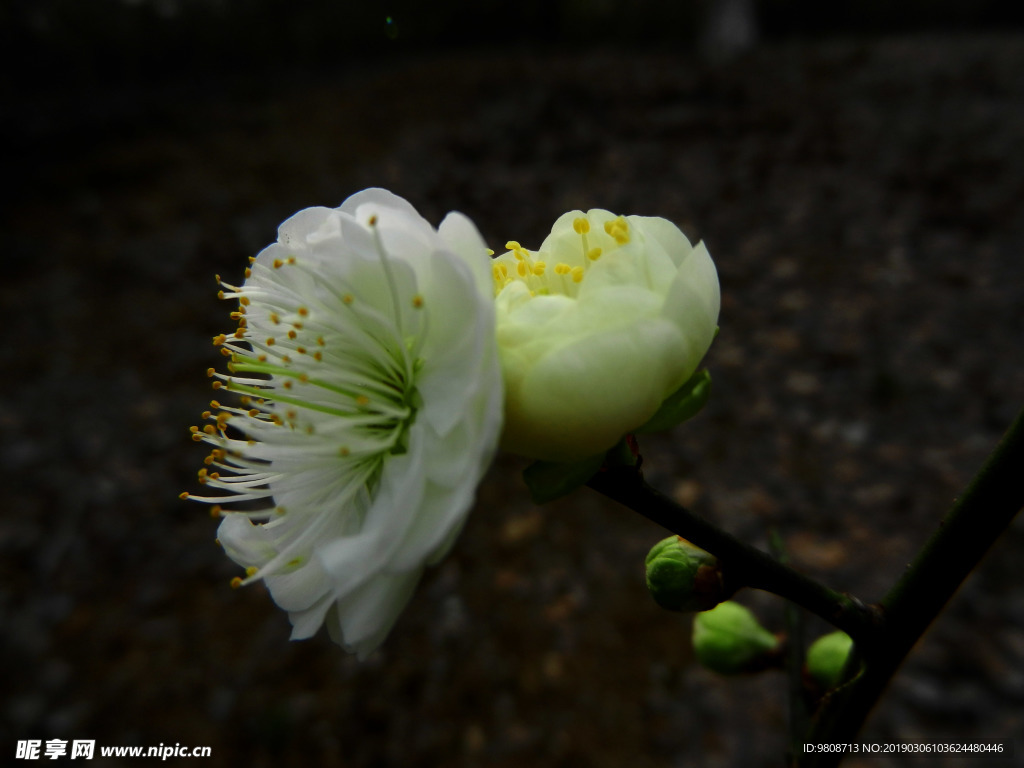 梅花