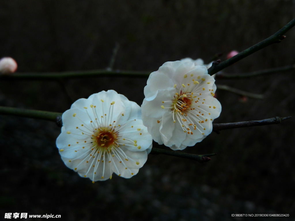 梅花