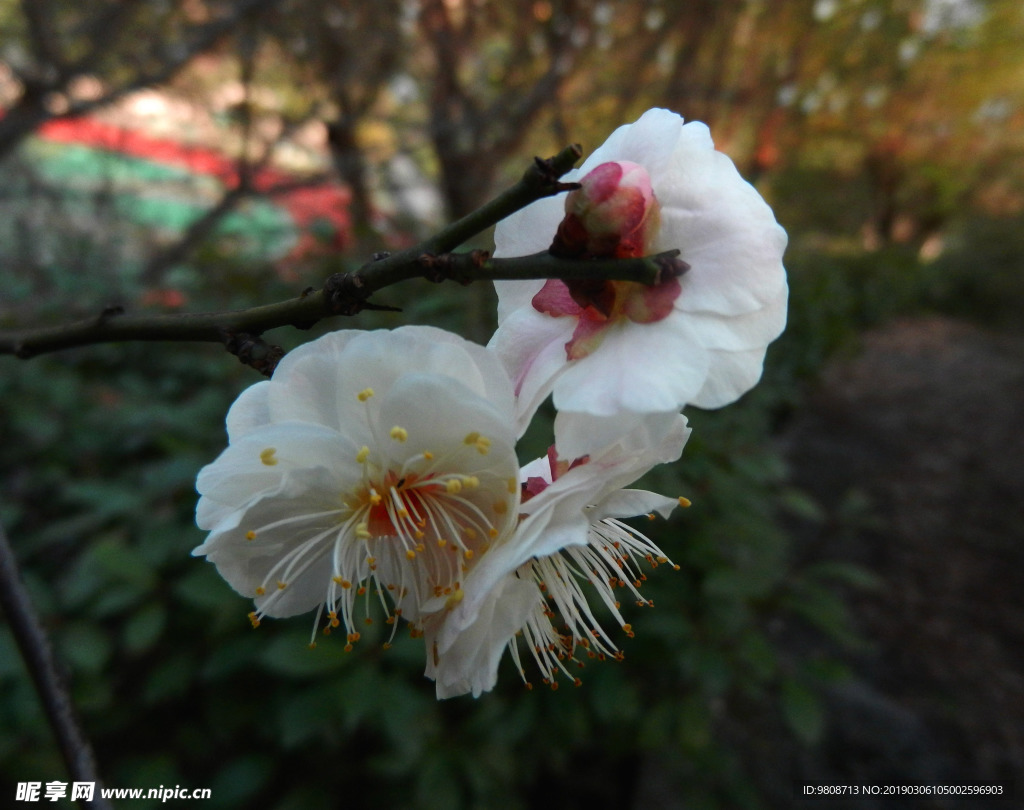 梅花