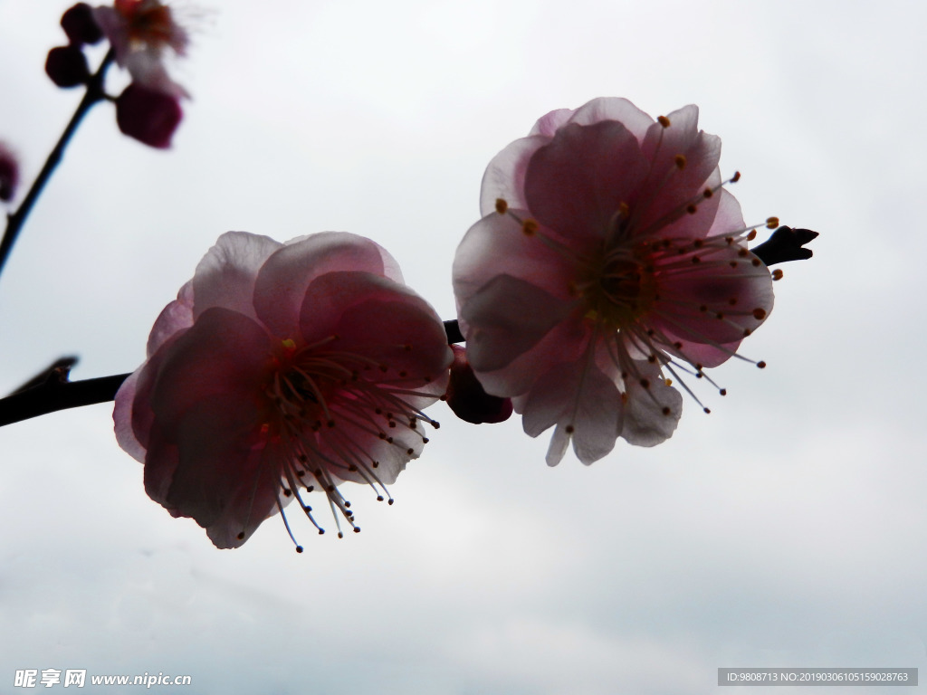 梅花