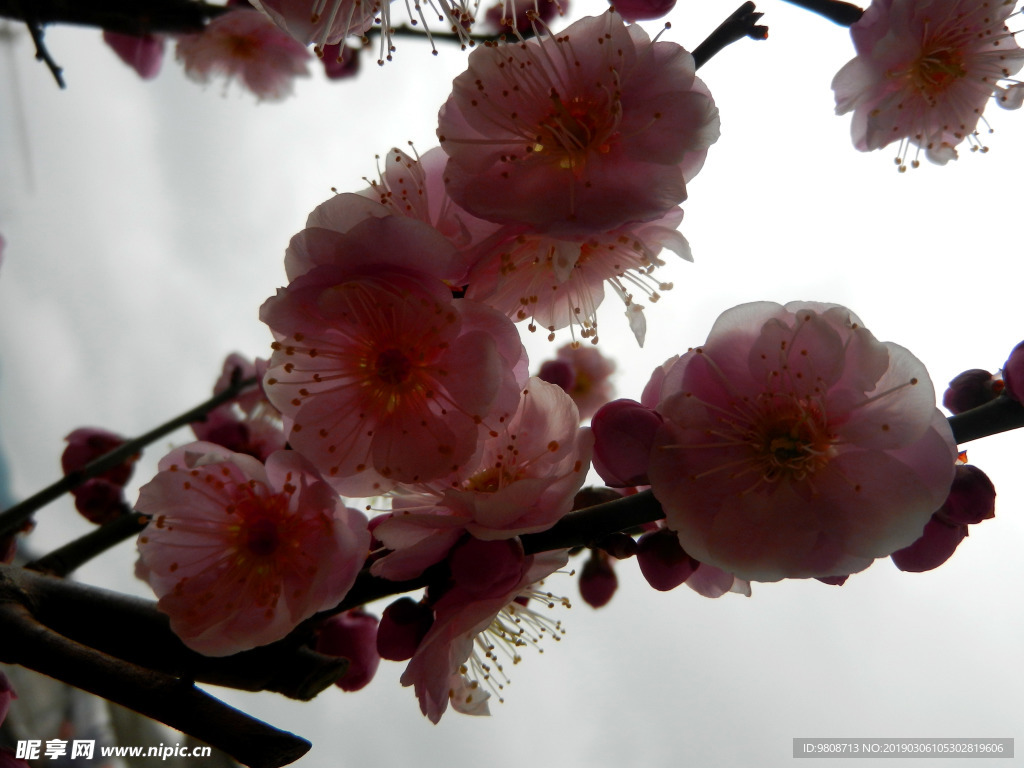 梅花