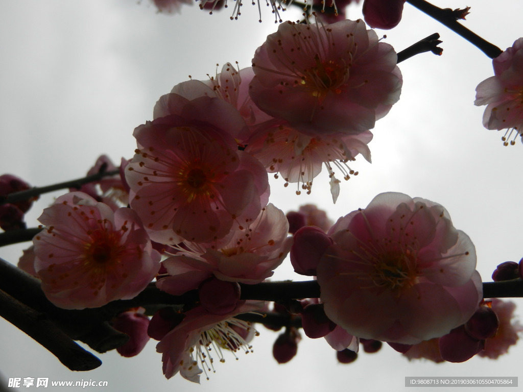 梅花