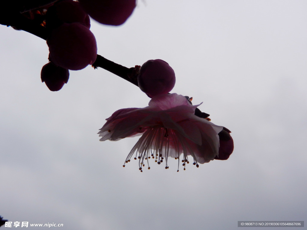 梅花