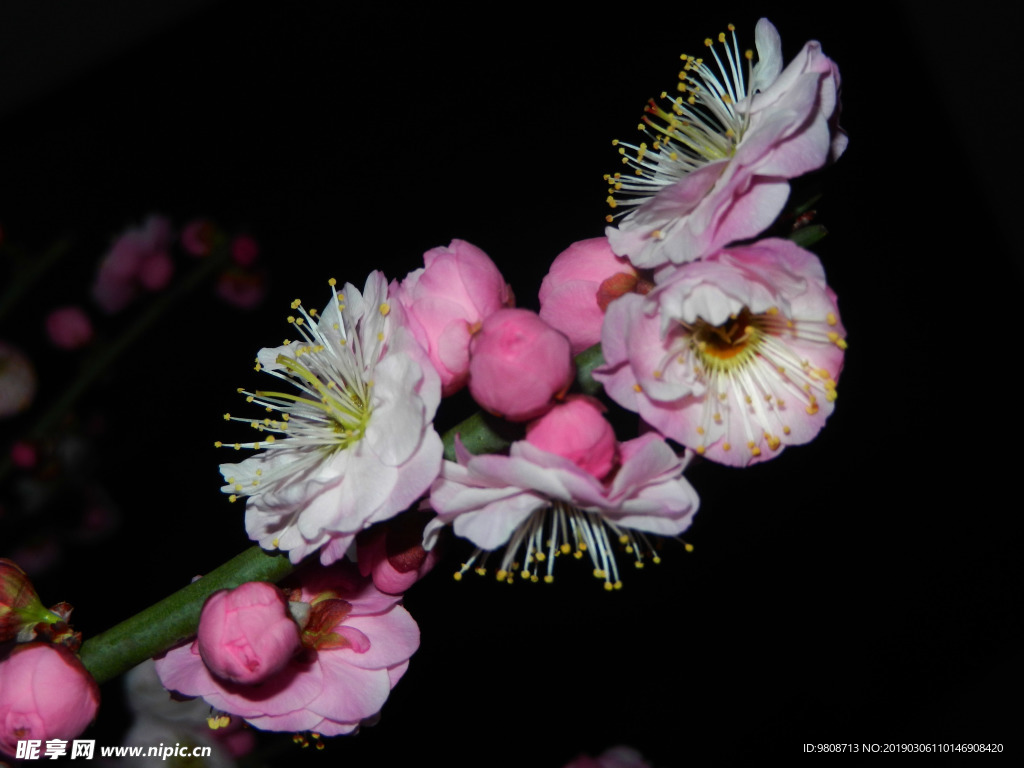 梅花