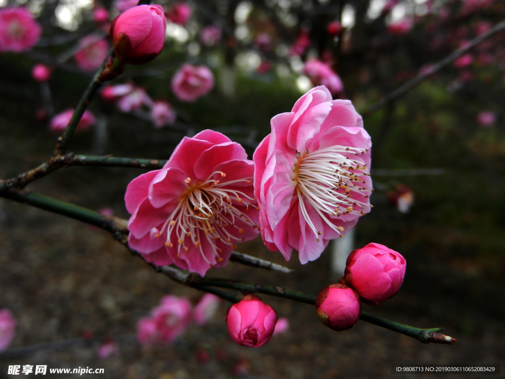 梅花