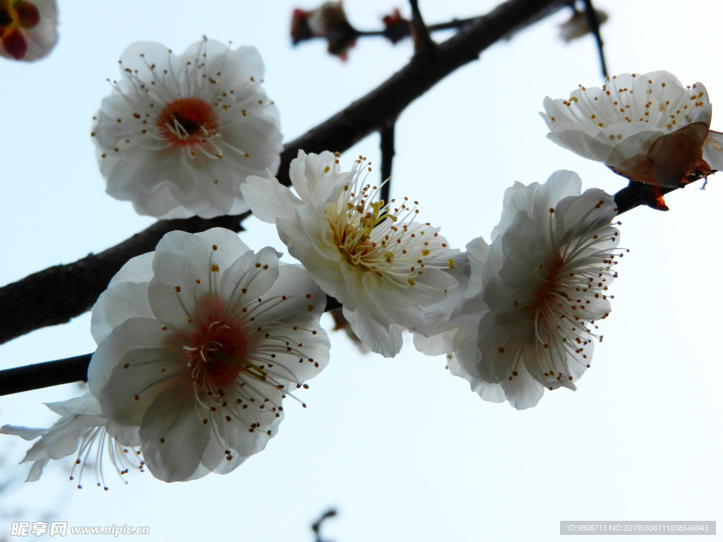 梅花