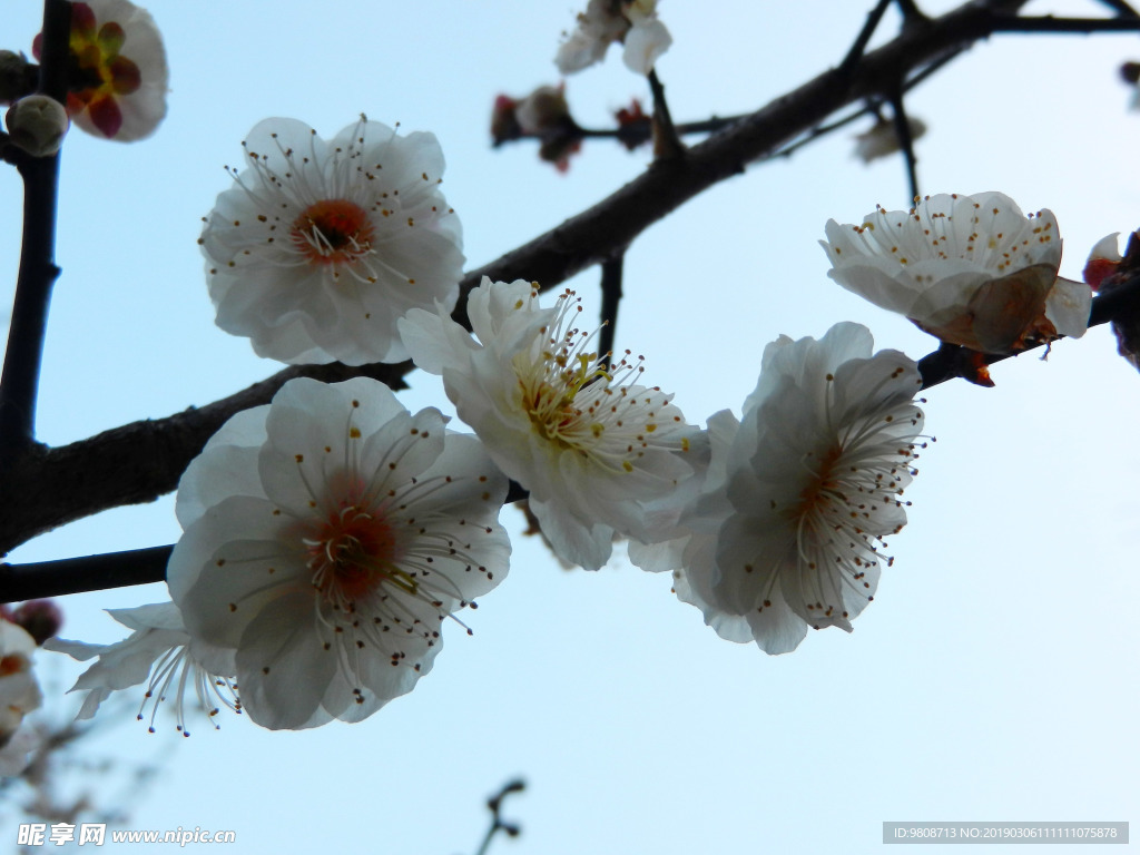 梅花