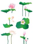 荷花素材