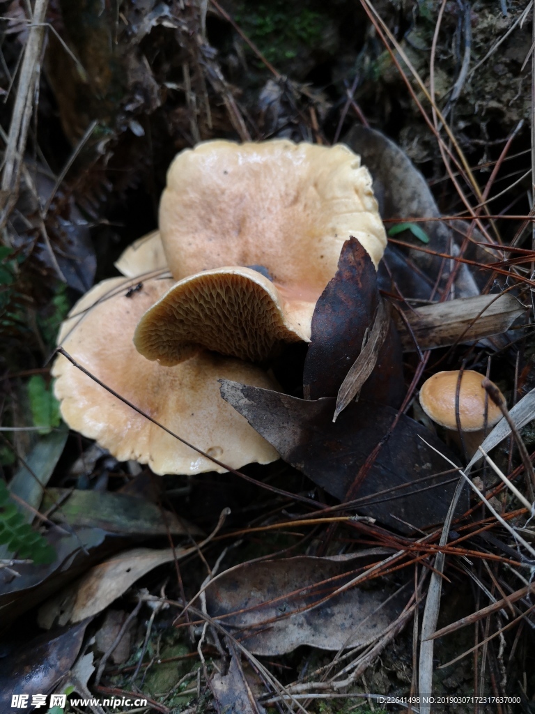 野生食用菌