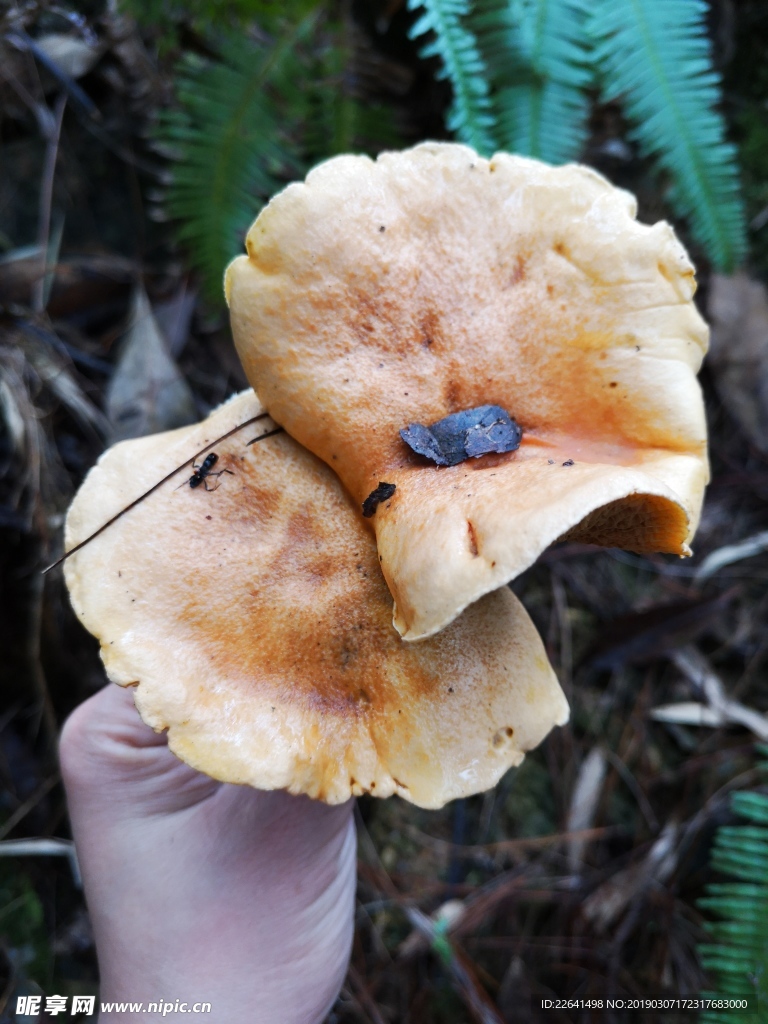 野生食用菌