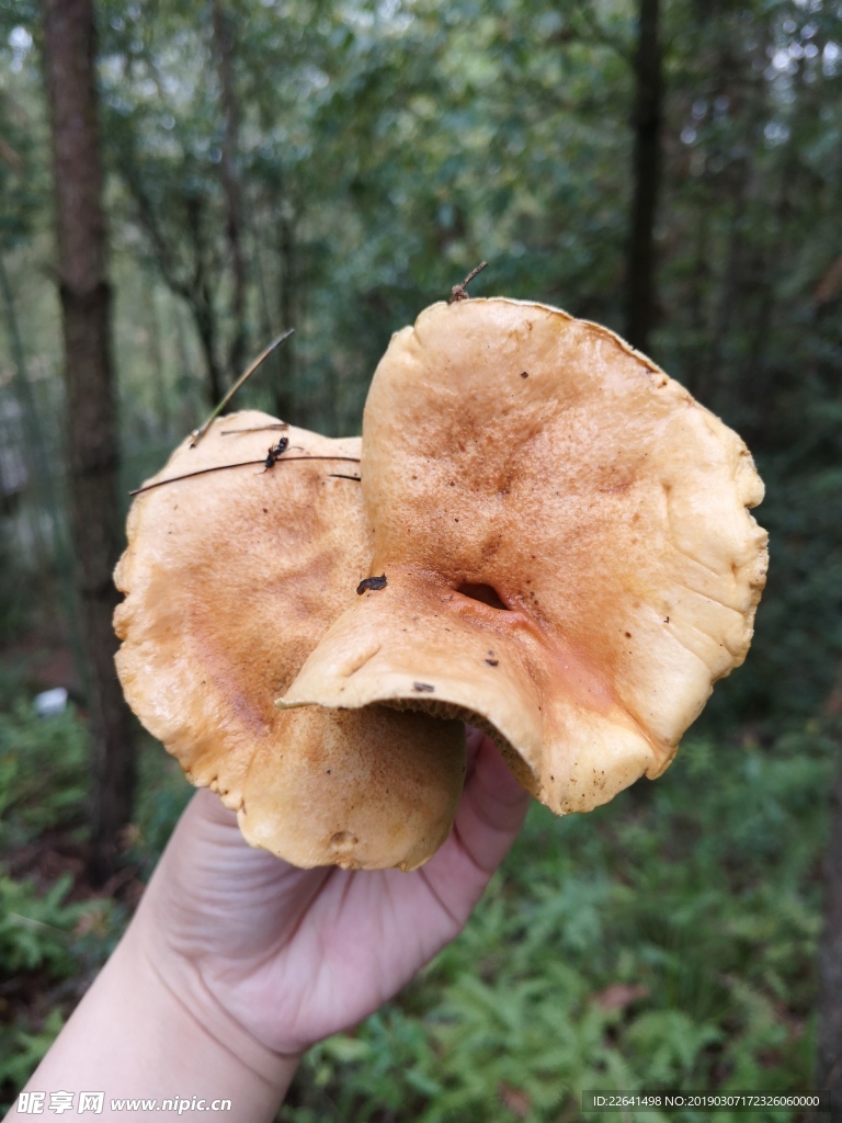 野生食用菌