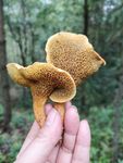 野生食用菌