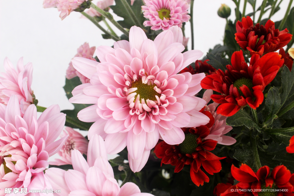 漂亮菊花