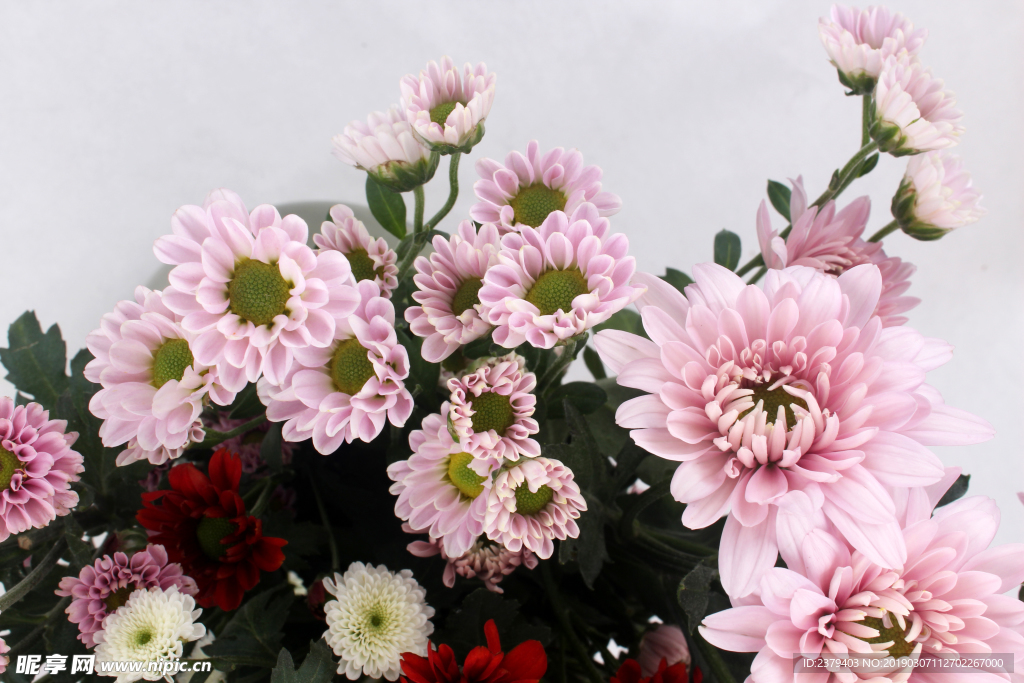 粉色菊花