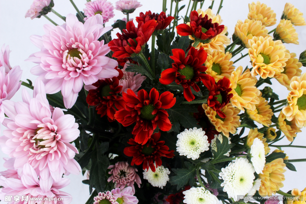 菊花