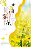 油菜花