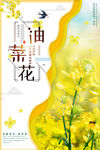 油菜花