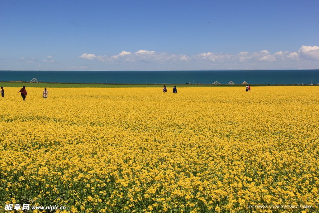 油菜花