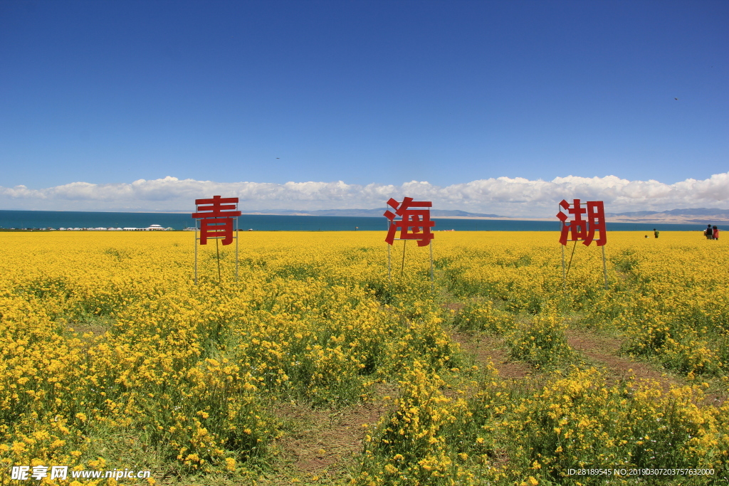 青海湖油菜花