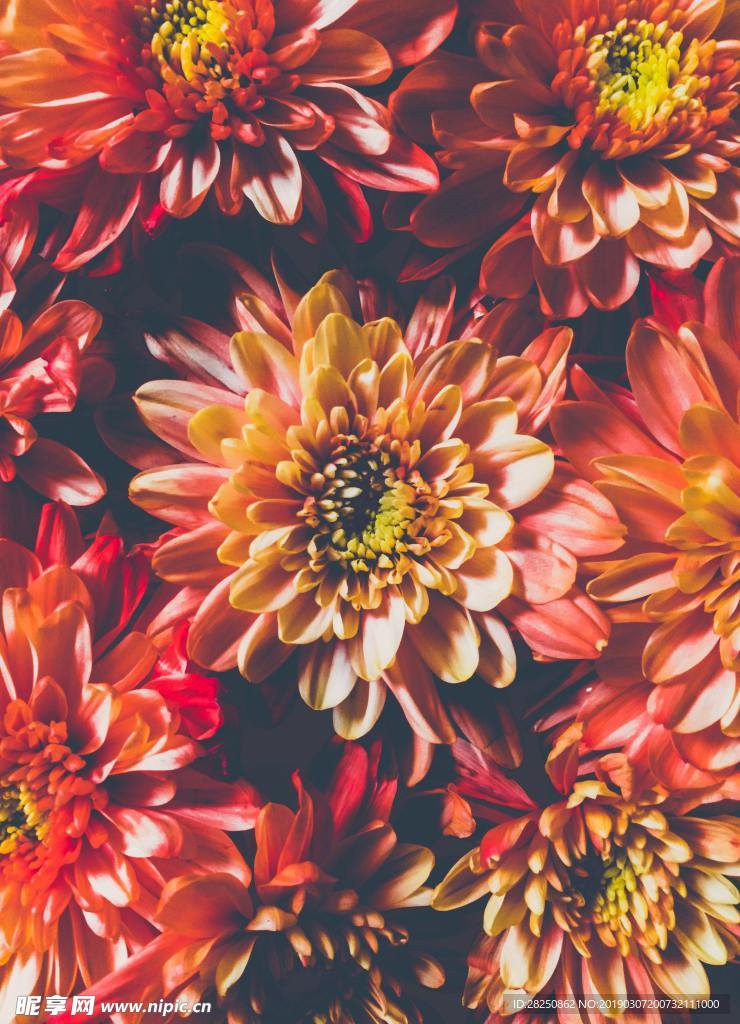 菊花