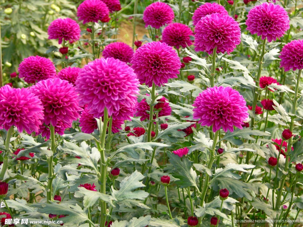 菊花
