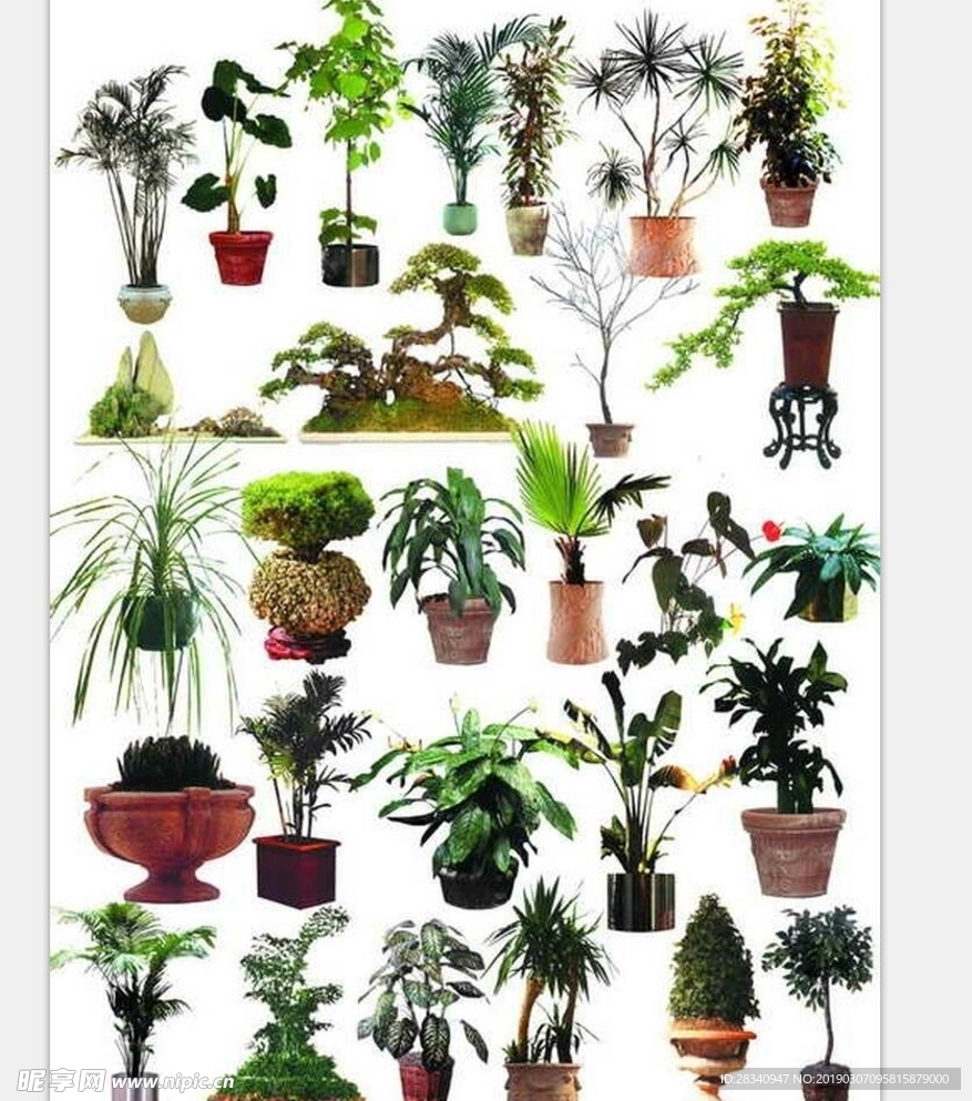 植物