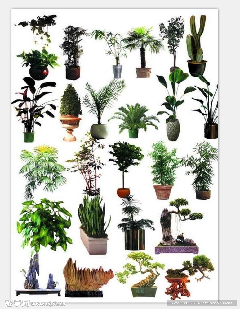 植物