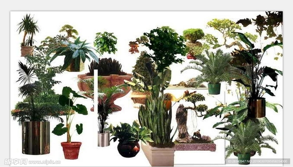 植物