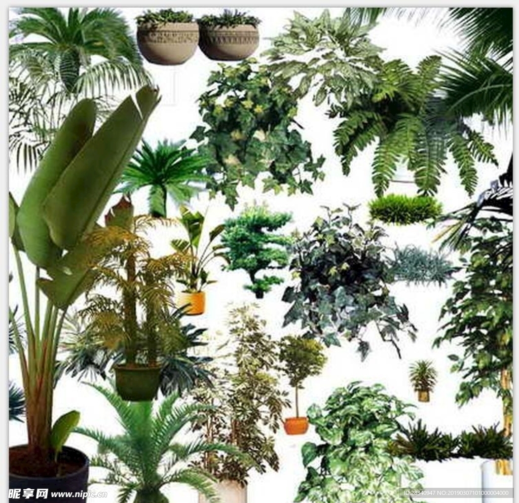 植物