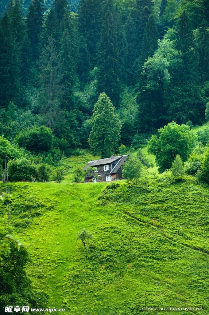 山林