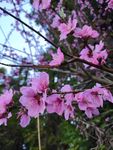 春天的桃花