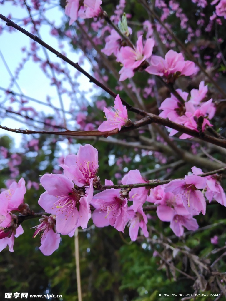 春天的桃花