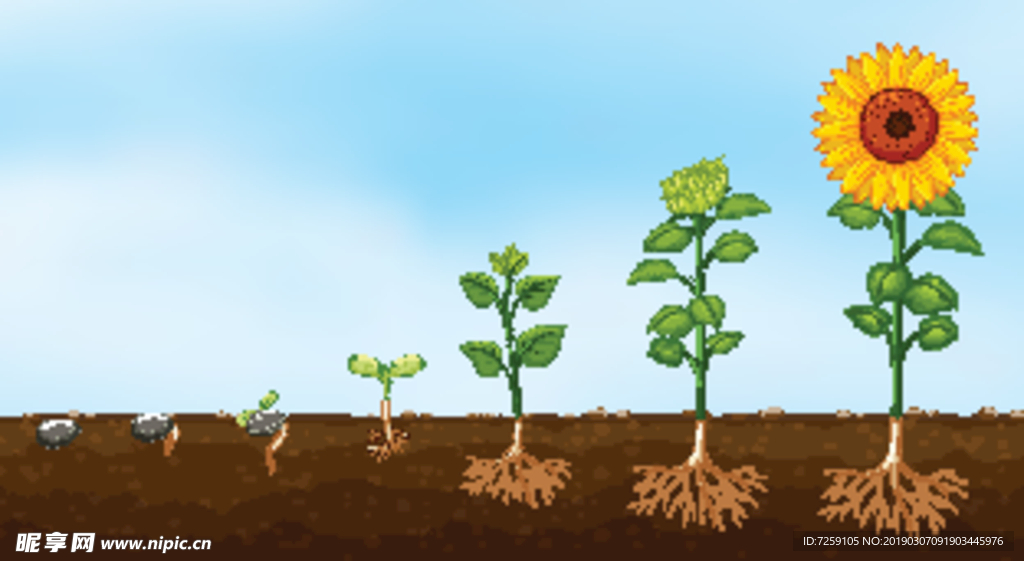 植物生长阶段图片
