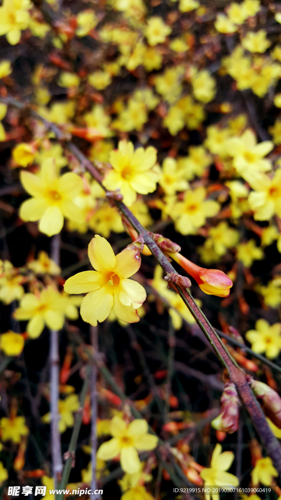 迎春花特写