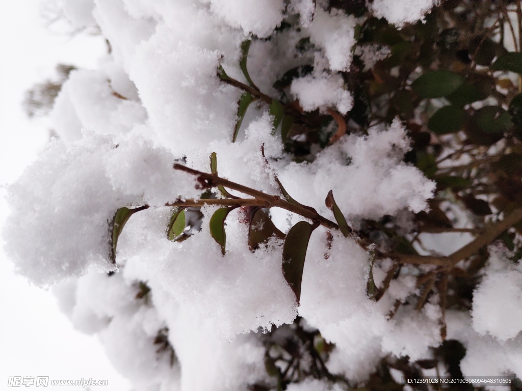 雪