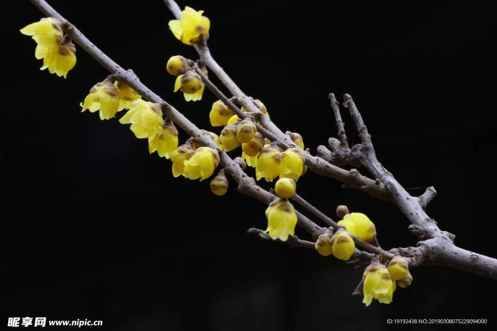 蜡梅花