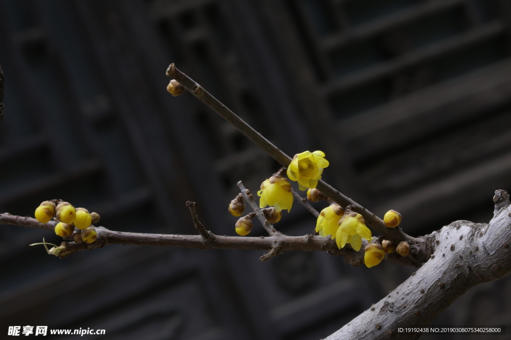 蜡梅花
