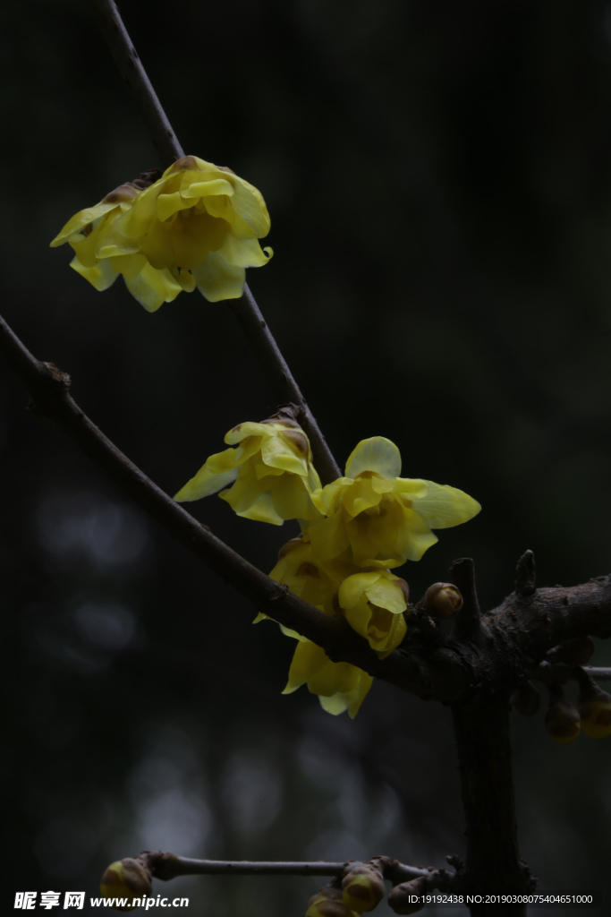 蜡梅花