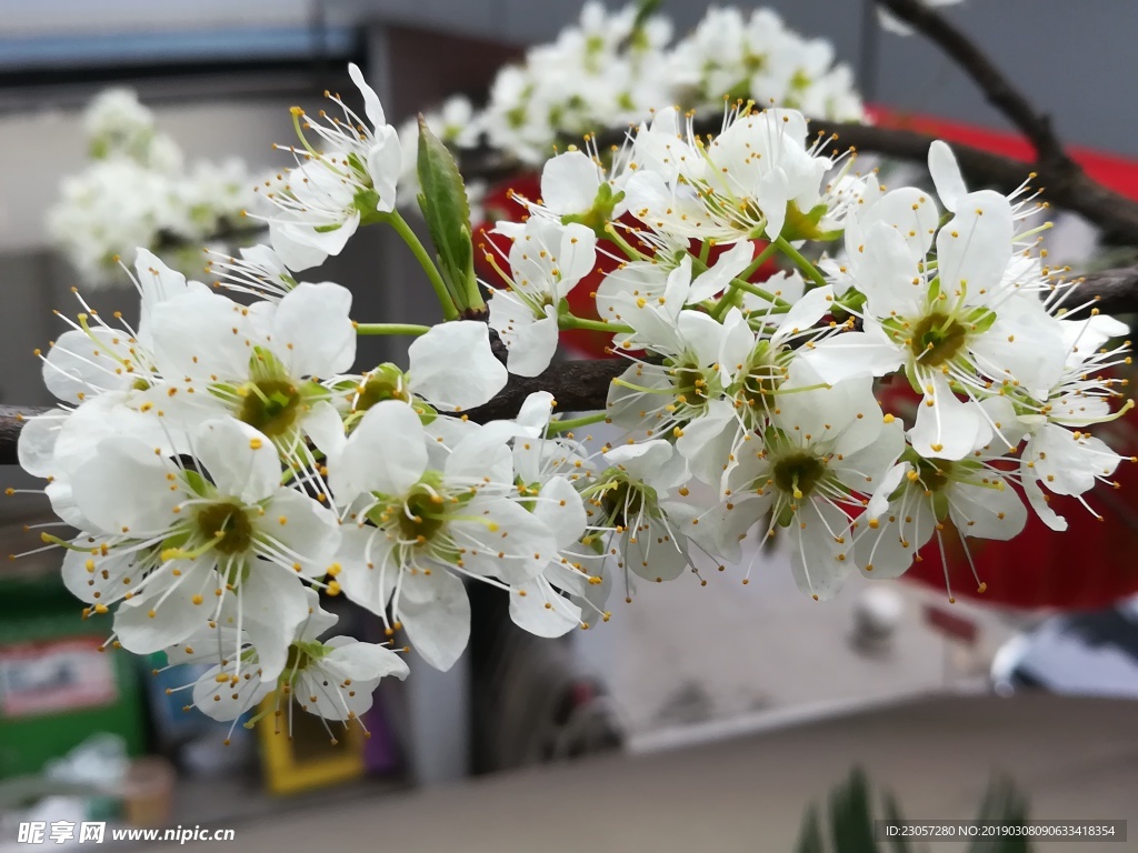 李子花