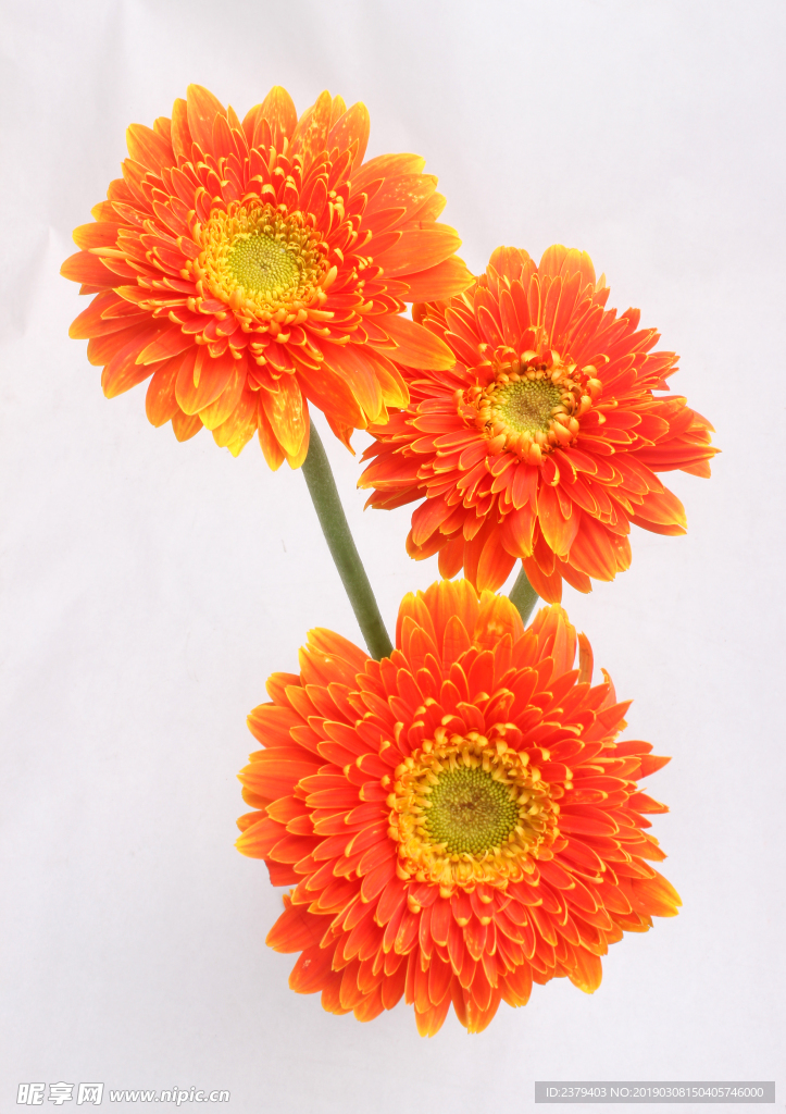 橙色非洲菊
