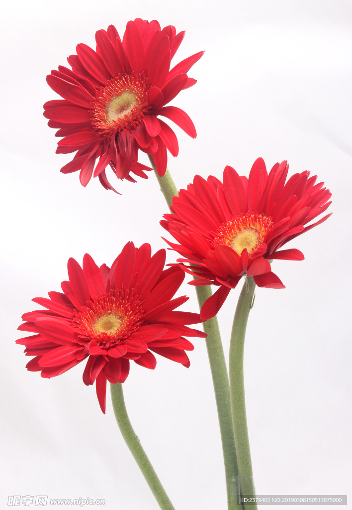 红色非洲菊