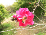 桃花与蜜蜂