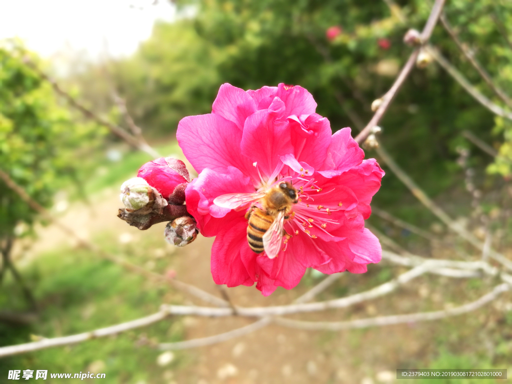 桃花与蜜蜂