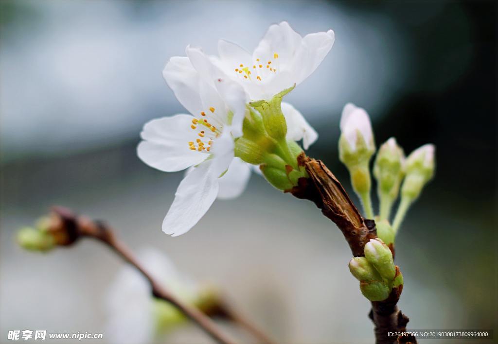 梅花