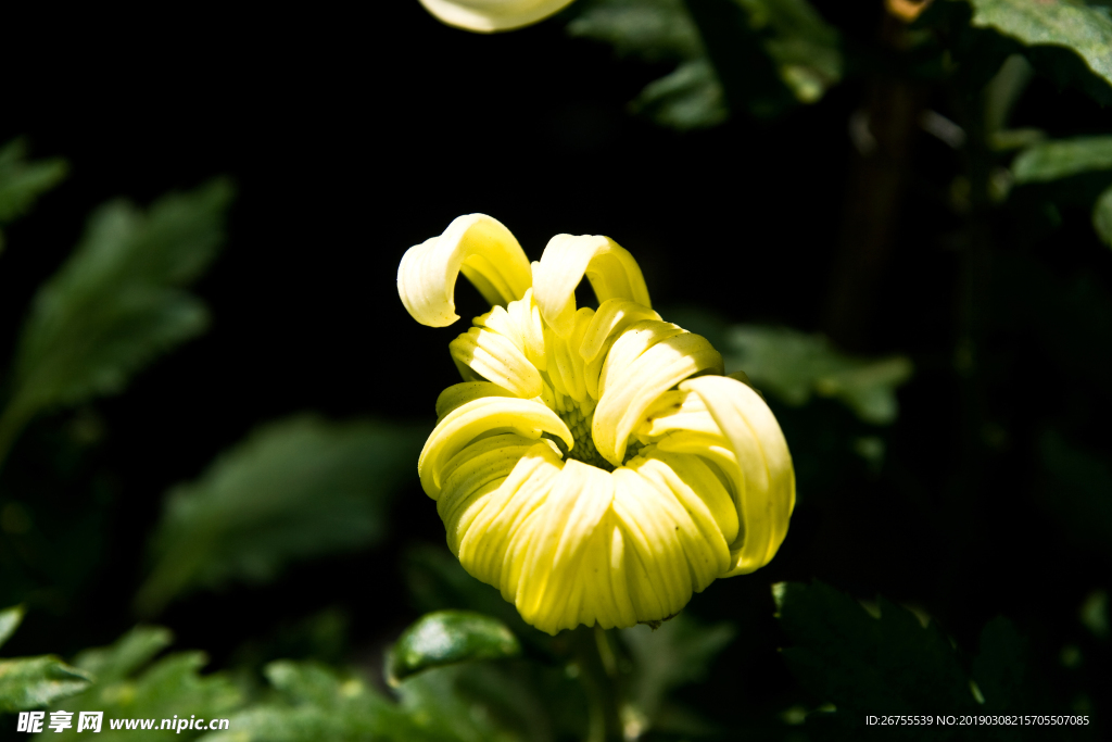 菊花