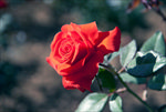 月季花