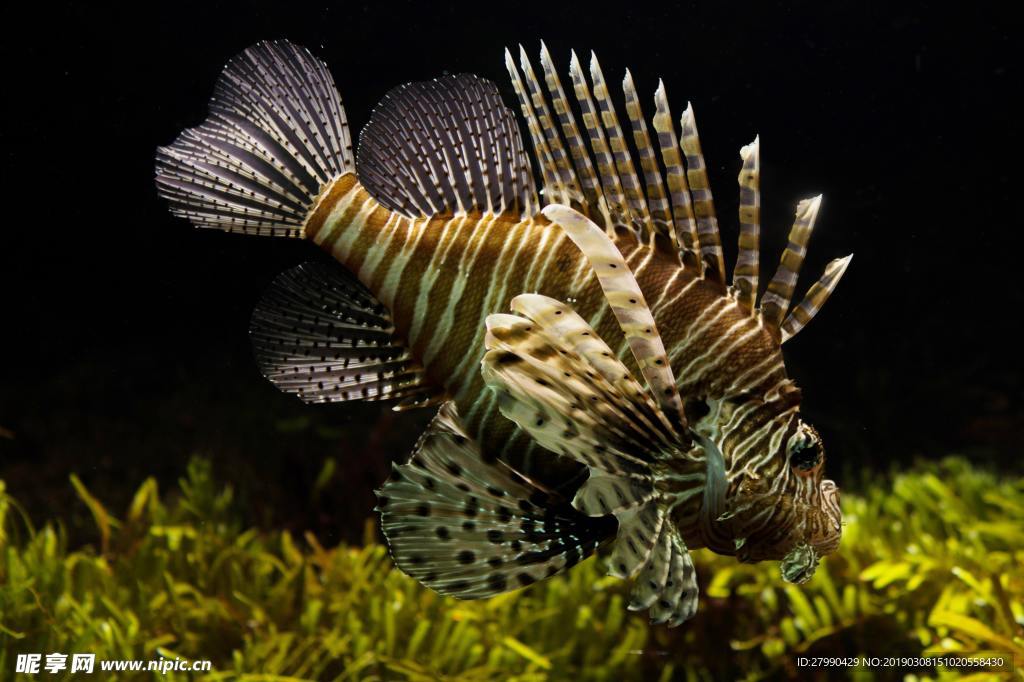 海洋生物