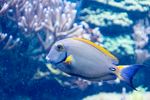 海底生物